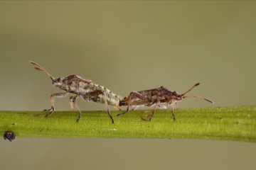 Wall Mural - branch and reproduction