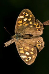 Wall Mural - on a brown branch in the bush