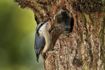 Canvas Print - Nuthatch, Sitta europaea, 