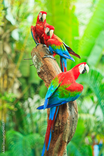 Dekoracja na wymiar  papuga-ara