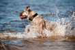 ca de bou dog jumps in the water
