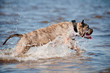 majorcan mastiff dog jumps in water