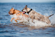two dogs jump in the water