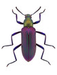 beautiful beetle  Strongylium cupripenne from Madagascar