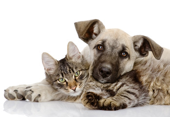 Poster - the dog and cat lie together. isolated on white background 