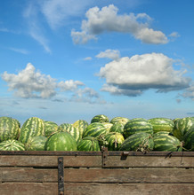 Heap Of Watermelon At Farmers Market Over  Blue Sky