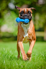 Sticker - red german boxer dog runs with a toy in his mouth