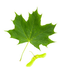 Green Maple tree (Acer Platanoides) leaf with Fruit (Samara), isolated on white background