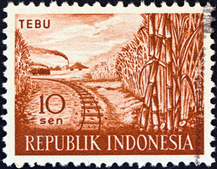 Sticker - Sugar cane (Indonesia 1960)