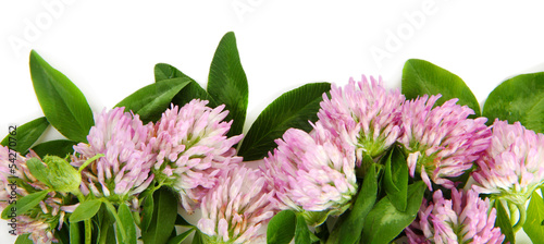 Naklejka na szybę Clover flowers isolated on white