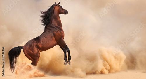 Plakat na zamówienie Arabian horse running out of the Desert Storm