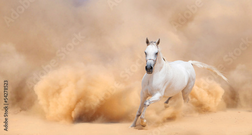 Naklejka - mata magnetyczna na lodówkę Arabian horse running out of the Desert Storm