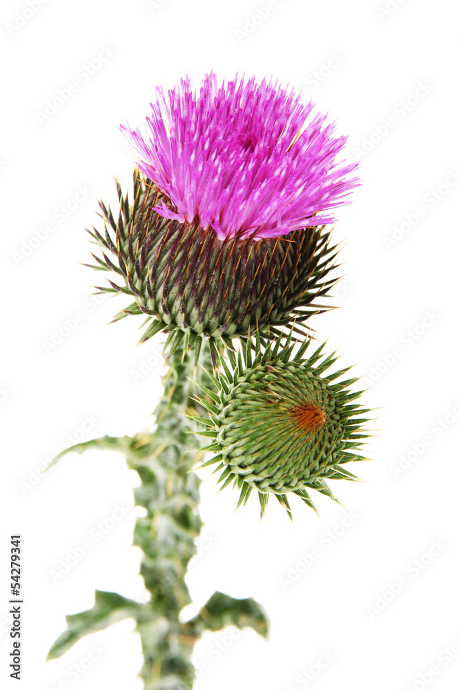 Thistle flower isolated on white