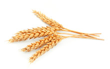 Wheat Isolated