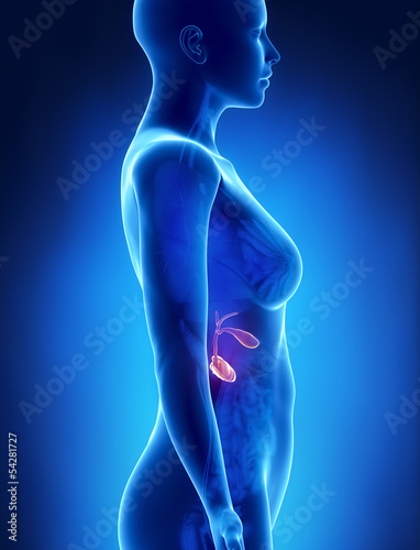 Naklejka dekoracyjna Female PANCREAS anatomy x-ray left view