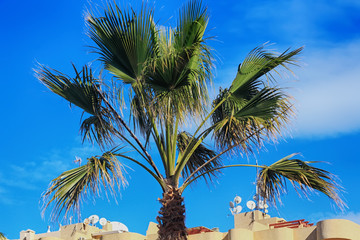 Wall Mural - top of a green palm tree