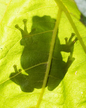 Silhouette Of A Gray Tree Frog Hyla Chrysoscelis / Versicolor On