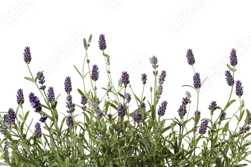 Naklejka na szybę lavender