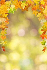 Wall Mural - Maple autumn foliage, on natural background.