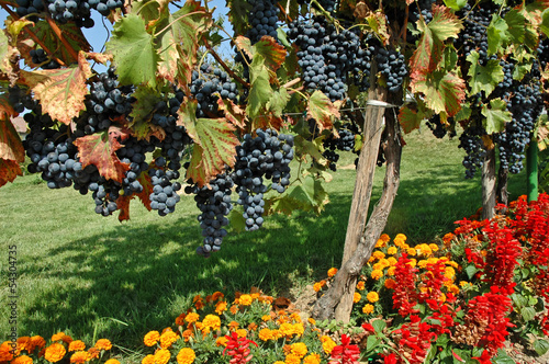 Obraz w ramie Beautiful Vineyard in Europe