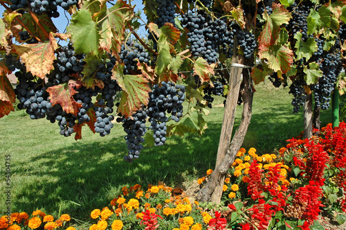 Naklejka - mata magnetyczna na lodówkę Beautiful Vineyard in Europe