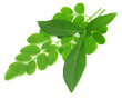 © Swapan - Medicinal vitex negundo with moringa leaves