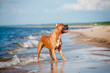 beautiful red dog on the beach