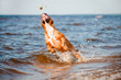 dog playing in the water