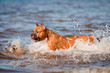 dog jumps in the water