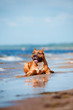 beautiful dog resting on the beach