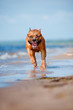 american staffordshire terrier dog running on the beach