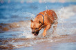 happy dog running and catching waves on the sea