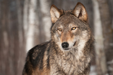 Wall Mural - grey wolf (canis lupus) looks left