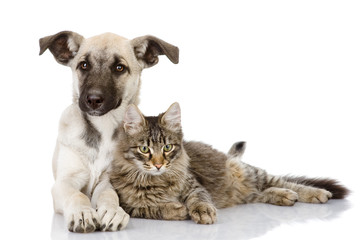 Poster - cat and dog together. isolated on white background 