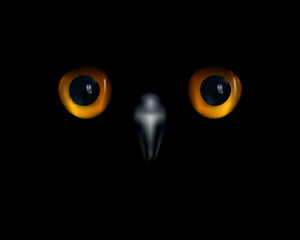 Wall Mural - Baby owl. Yellow eyes and beak on black background.