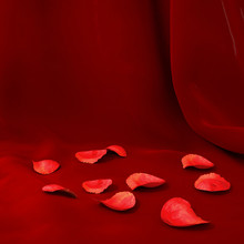 Rose Petals On A Red Background
