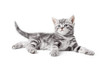 pretty gray british kitten lying isolated on white