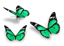 Three Green Butterfly, Isolated On White Background