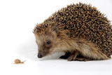 Fototapeta Zwierzęta - jeż , hedgehog