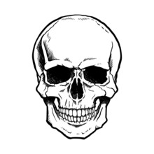 Black And White Human Skull With A Lower Jaw.