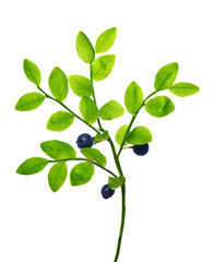 Wall Mural - branch with blueberries isolated on white