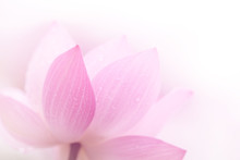 Closeup On Lotus Petal
