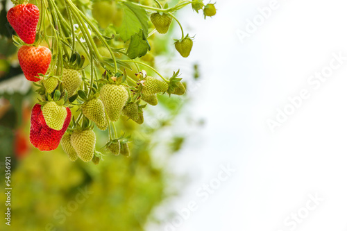 Fototapeta na wymiar Green and red strawberries against a white background