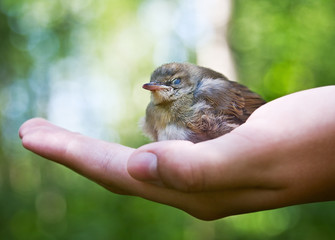 nestling in the palm