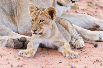 Wall Mural - Lioness female with cubs