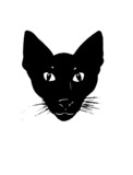 Fototapeta Koty - Siamese cat