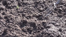 Digging Spring Earth Soil In Garden With Garden Fork Tool