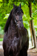 black friesian horse portrait
