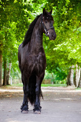 Fotoroleta łąka ładny koń piękny zwierzę