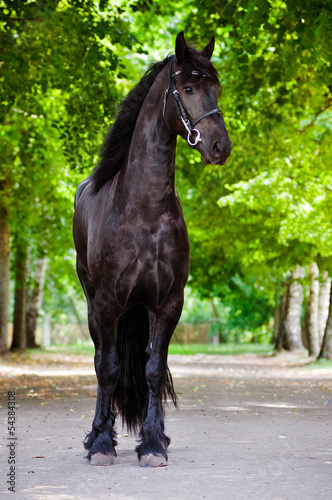 Naklejka na kafelki Friesian horse standing portrait